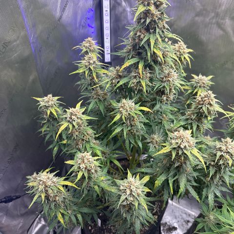 OG #3 growlog timeline photo