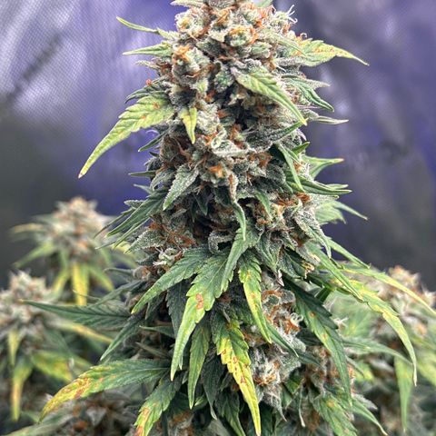 OG #3 growlog timeline photo