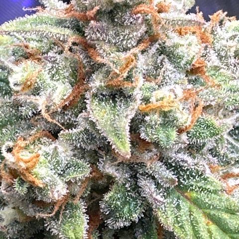 OG #3 growlog timeline photo
