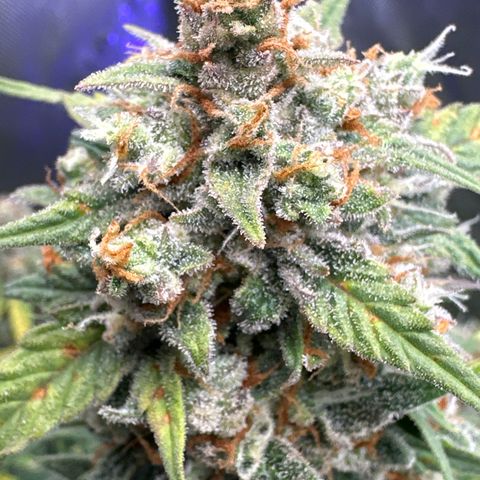 OG #3 growlog timeline photo