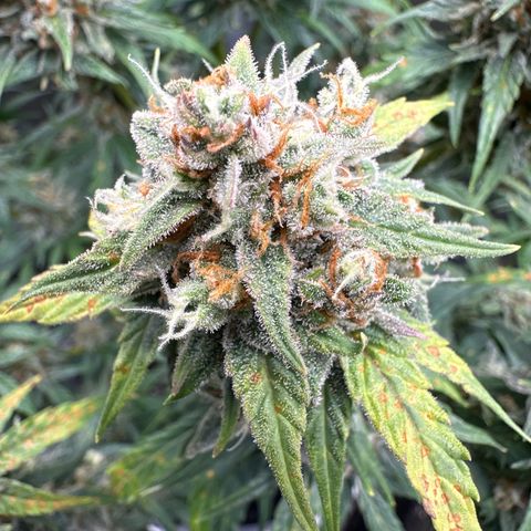 OG #3 growlog timeline photo