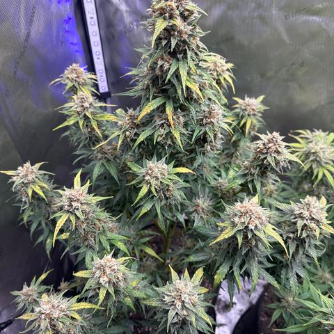 OG #3 growlog timeline photo