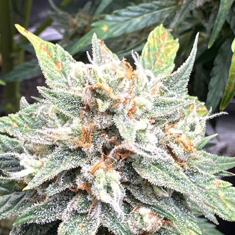 OG #3 growlog timeline photo