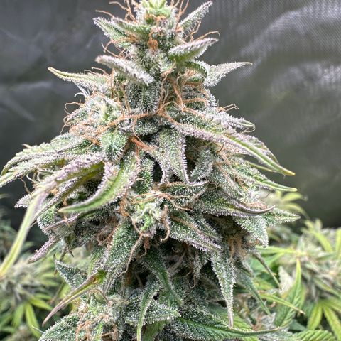 OG#2 growlog timeline photo