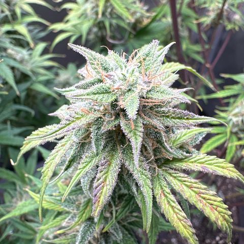 OG#2 growlog timeline photo