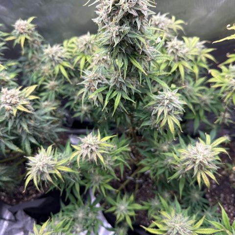 OG#2 growlog timeline photo