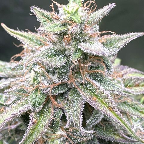 OG#2 growlog timeline photo