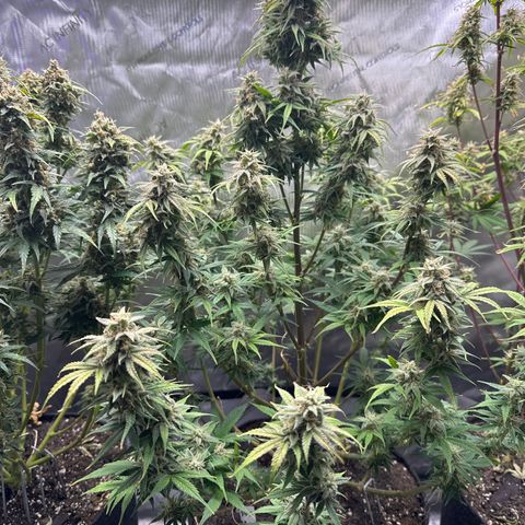 OG#2 growlog timeline photo