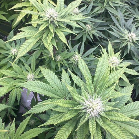 FPOG#1  growlog timeline photo