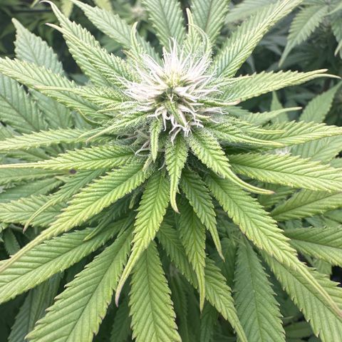 FPOG#1  growlog timeline photo