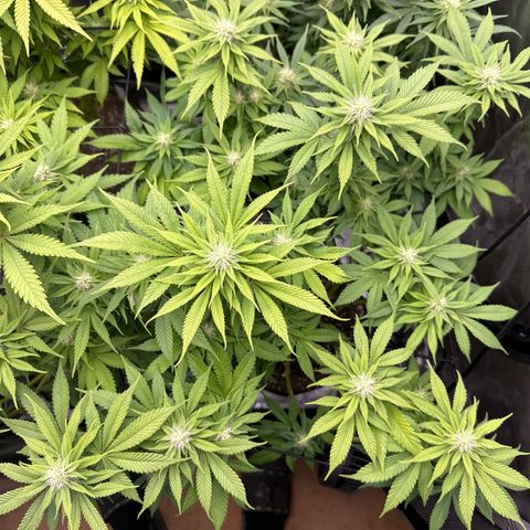 FPOG#1  growlog timeline photo