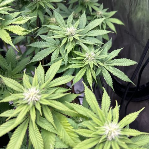 FPOG#1  growlog timeline photo