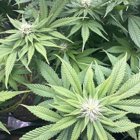 FPOG#1  growlog timeline photo