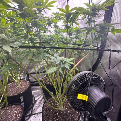 FPOG#1  growlog timeline photo