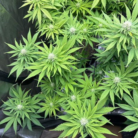 GL #3 growlog timeline photo