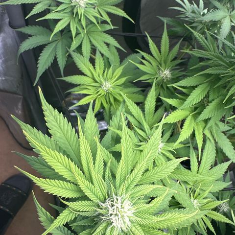 GL #3 growlog timeline photo