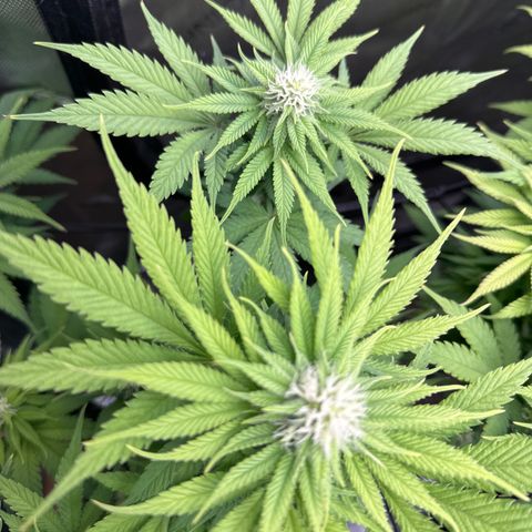 GL #3 growlog timeline photo