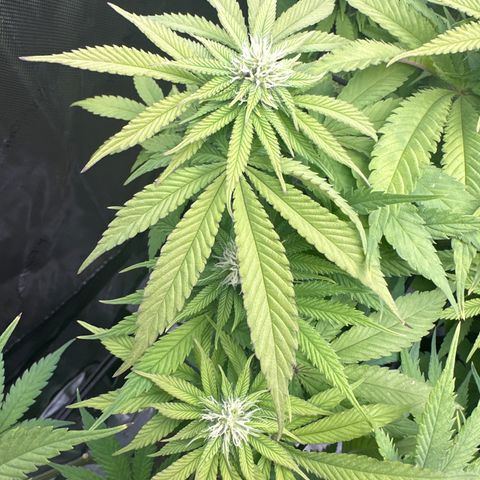 GL #3 growlog timeline photo