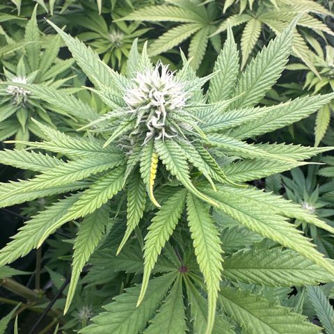 GL #3 growlog timeline photo