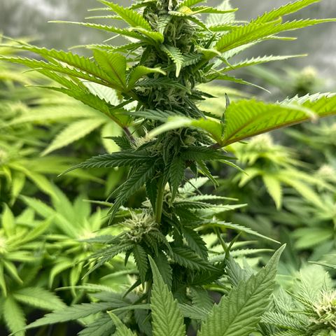 GL #3 growlog timeline photo