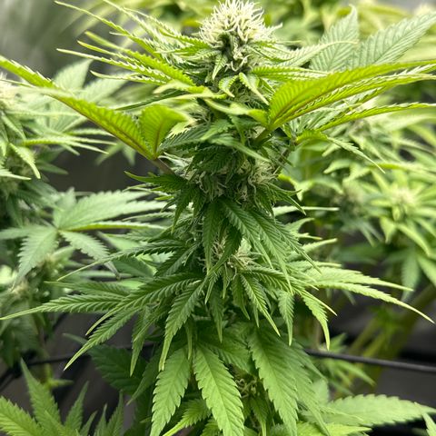 GL #3 growlog timeline photo