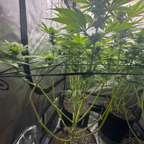 GL #3 growlog timeline photo
