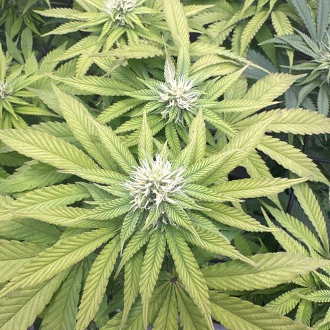 GL#5 growlog timeline photo