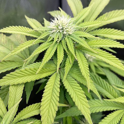 GL#5 growlog timeline photo