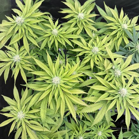 GL#5 growlog timeline photo