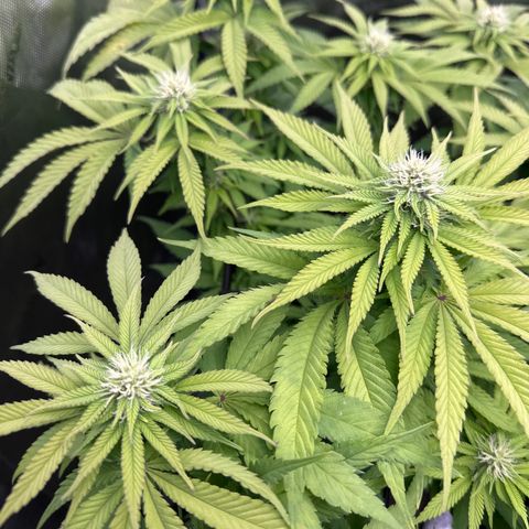 GL#5 growlog timeline photo