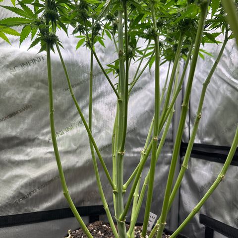 GL#1 growlog timeline photo