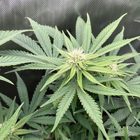 GL#1 growlog timeline photo