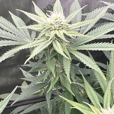 GL#1 growlog timeline photo