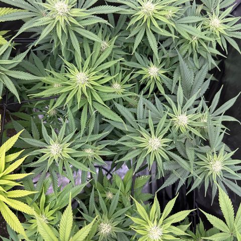 GL#1 growlog timeline photo