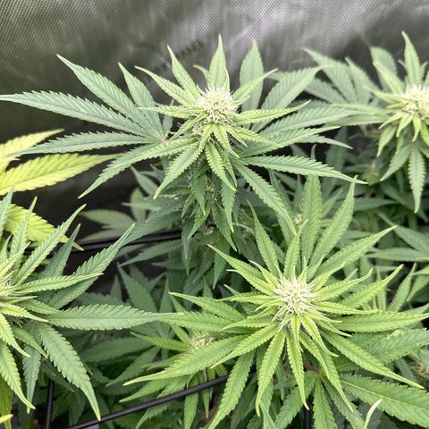 GL#1 growlog timeline photo
