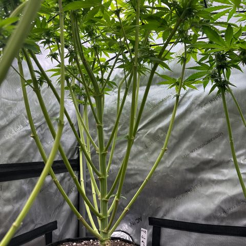 GL#5 growlog timeline photo