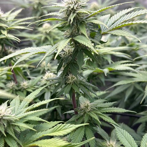 FPOG#1  growlog timeline photo