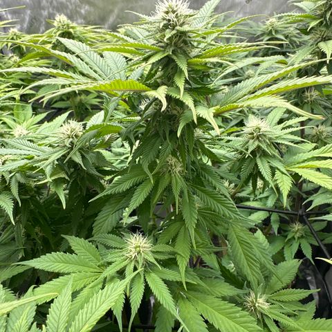 FPOG#1  growlog timeline photo