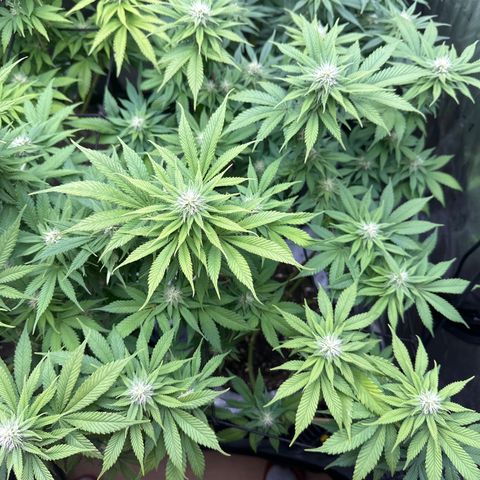 FPOG#1  growlog timeline photo