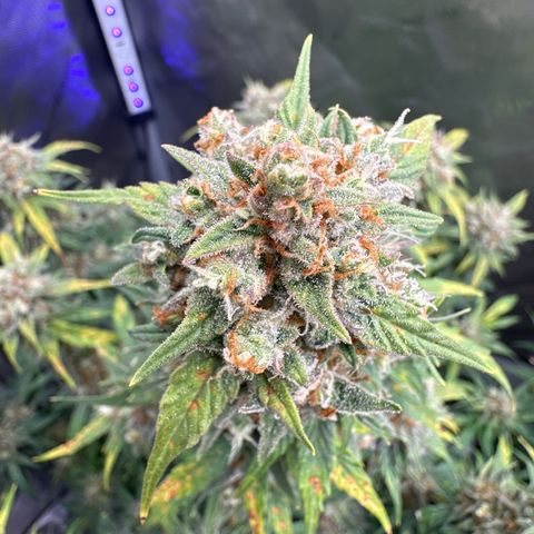 OG #3 growlog timeline photo