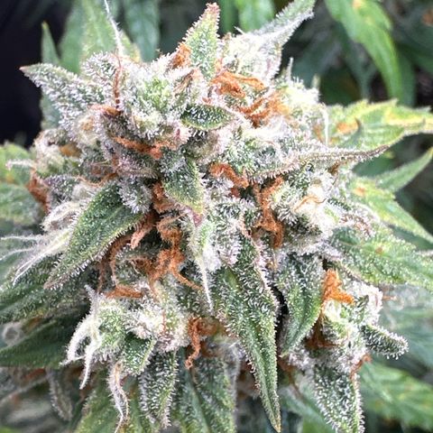 OG #3 growlog timeline photo