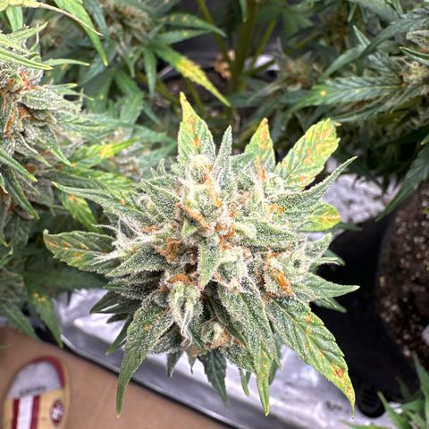 OG #3 growlog timeline photo