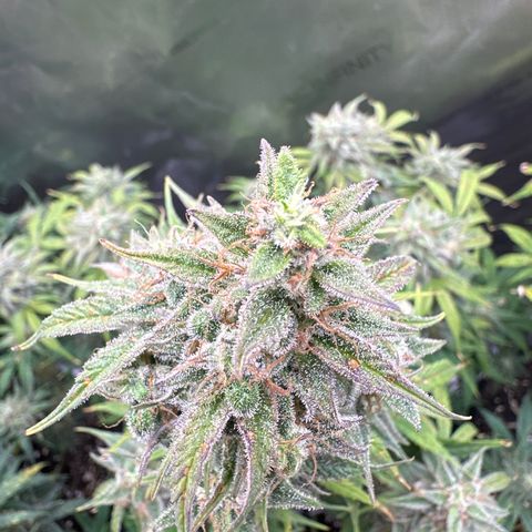 OG#2 growlog timeline photo