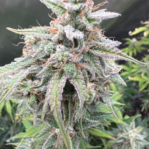 OG#2 growlog timeline photo