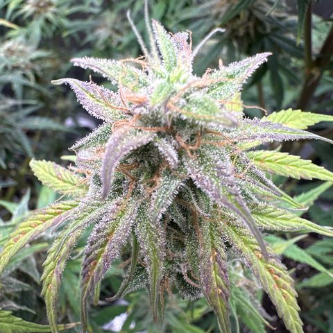 OG#2 growlog timeline photo