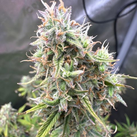 OG#4 growlog timeline photo
