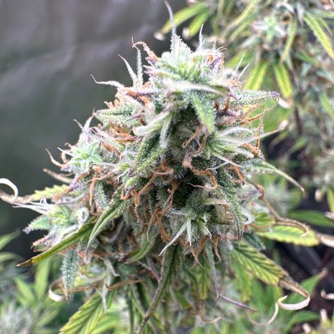 OG#4 growlog timeline photo