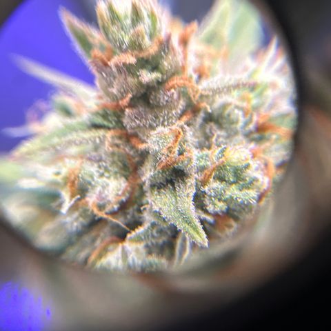 OG #3 growlog timeline photo