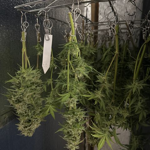 OG #3 growlog timeline photo