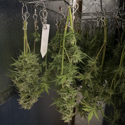 OG#2 growlog timeline photo